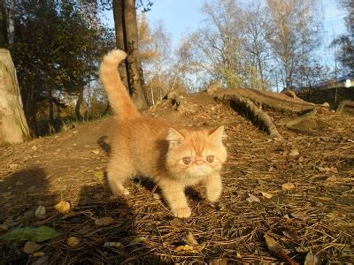 Фотогалерея — Экзоты