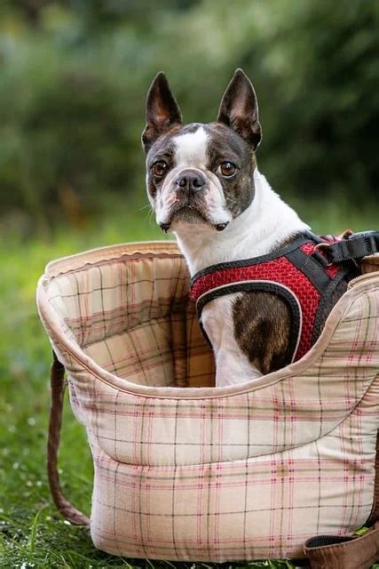 Бостън териер: Всичко за 'Американския джентълмен' | DogBlog