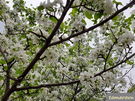 Всё о бегониях и не только...: Груша уссурийская (Pyrus ussuriensis)