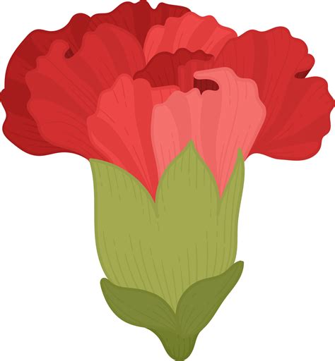 red carnation flower meaning 5