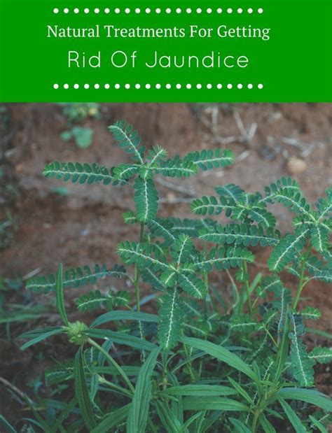 Jaundice Medicinal Plants - HEALTHY EVERY DAY | HEALTHY FOOD | FOOD RECIPES