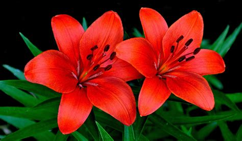 Types Of Lilies Red at Nathan Ronk blog