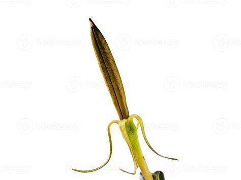 Mangrove seeds are shrubs or trees that grow in coastal saltwater