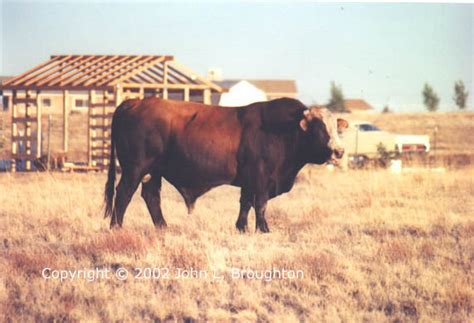 Bull - The Saga of