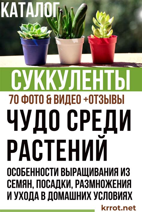 Суккуленты: 20 Видов с Фото - Выращивание, Уход, Размножение