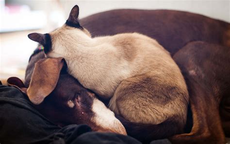 Sleeping Cat And Dog Wallpaper