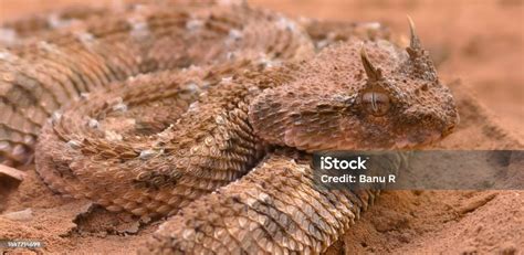 saharan horned viper   desert horned viper stock photo