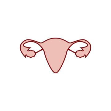 structure  uterus  cervix depicting focal adenomyosis