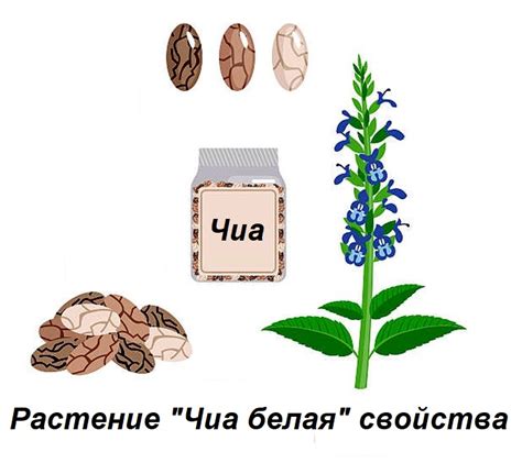 Семена Чиа — что нужно знать о семенах растения Чиа — ВокругСада.ру