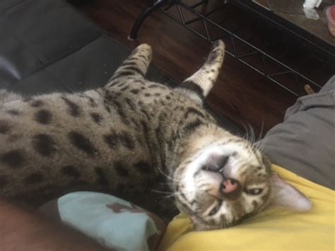 F2 Savannah Pics | Page 169 | Savannah Cat Chat - THE Place for ...