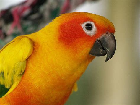 Good Morning to all my friends here at flickr!!.....henry xoxoxox ...