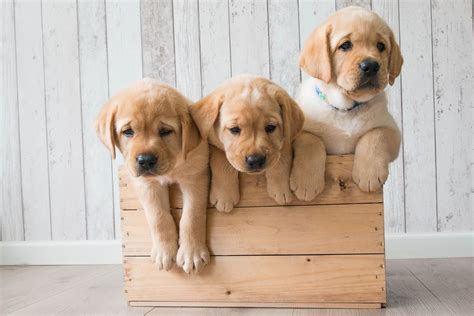 Golden Retriever Puppies Wallpaper Hd