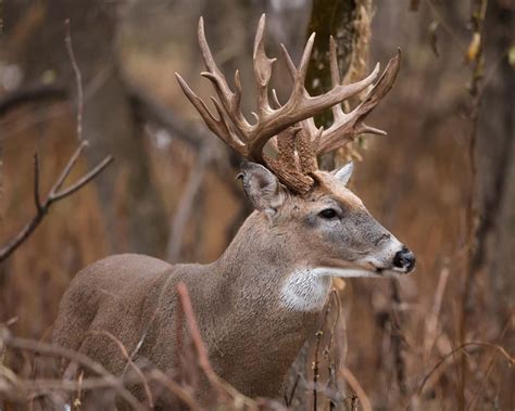 deer antler scoring   works   animals