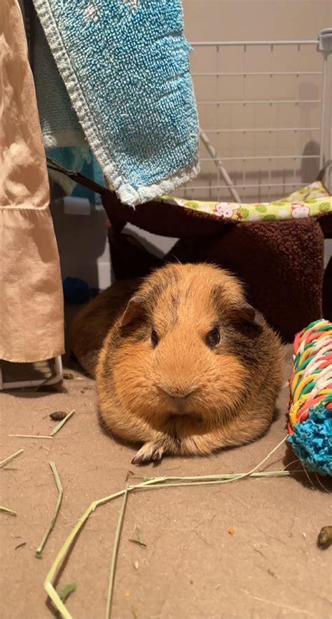 She looks so mad : r/guineapigs