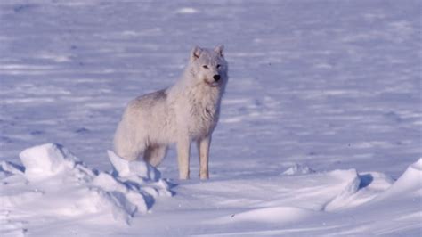 N.W.T. wolf cull 'inhumane and unnecessary,' says Łutsel K'e Dene First ...