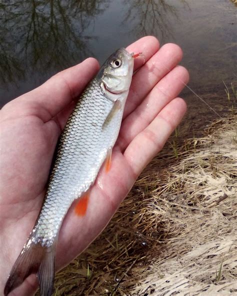 Pin by Pavel Novikov on tenkara | Tenkara, Fish