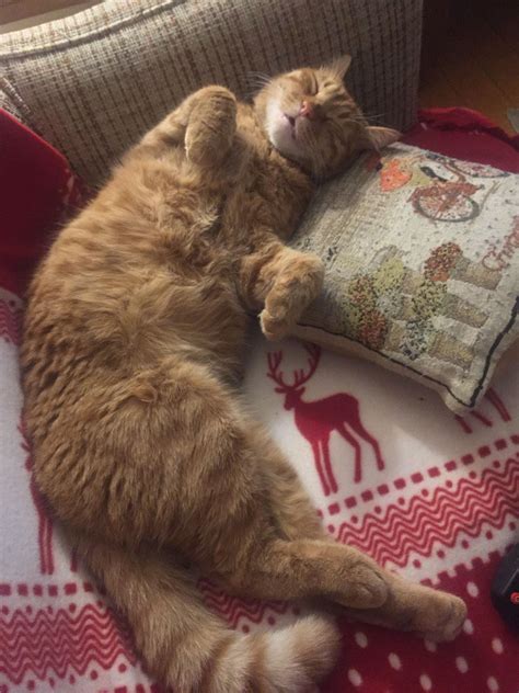 Are tapeworms in cats contagious vet reviewed health facts – Artofit