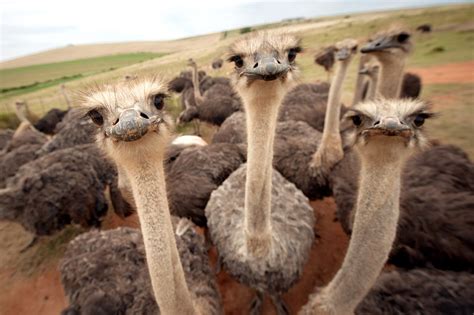 Ostriches... - Meyer & Rene Photo|Film