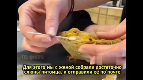 Ящерица Еврей Ашкенази и Азиат - YouTube