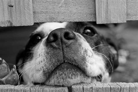 Download Black And White Pictures | Wallpapers.com