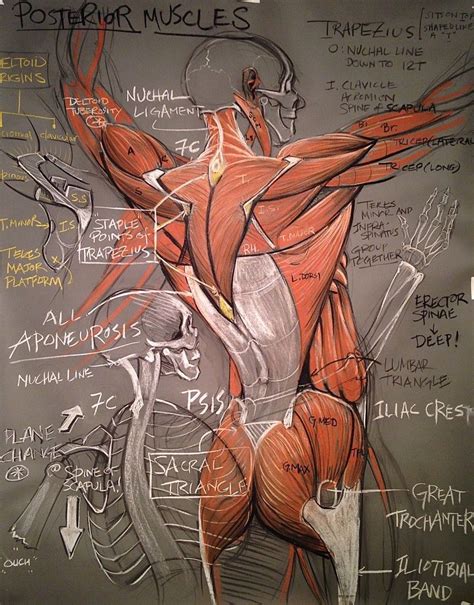 Anatomy – Artofit