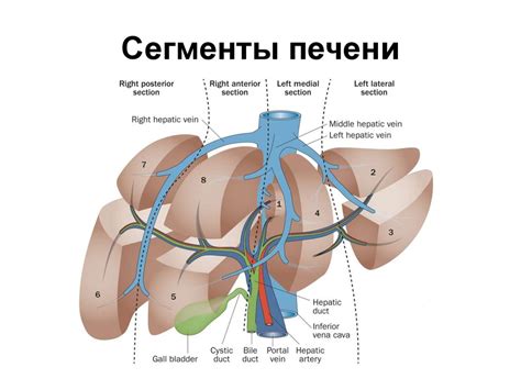 Пищеварительная система - презентация онлайн