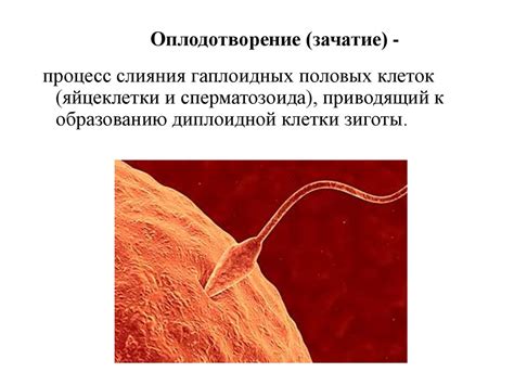 Первые стадии зародышевого развития. Формирование и развитие плода. 9 ...