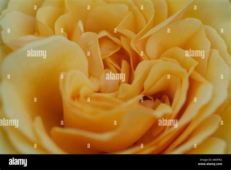 Amber queen rose hi-res stock photography and images - Alamy