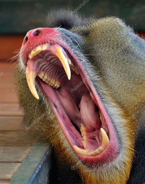 Mouth of monkey - baboon — Stock Photo © itsmejust #8233223