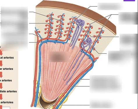 renal cortex Diagram | Quizlet
