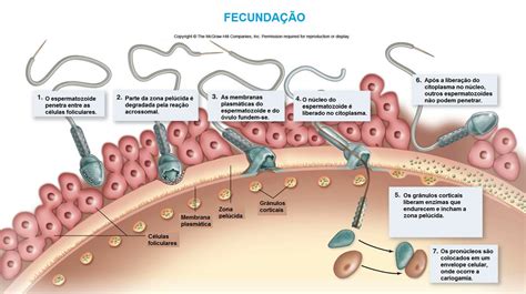 Como Ocorre A Fecundação Humana - Em Qual órgão do sistema genital feminino ocorre a fecundação ...