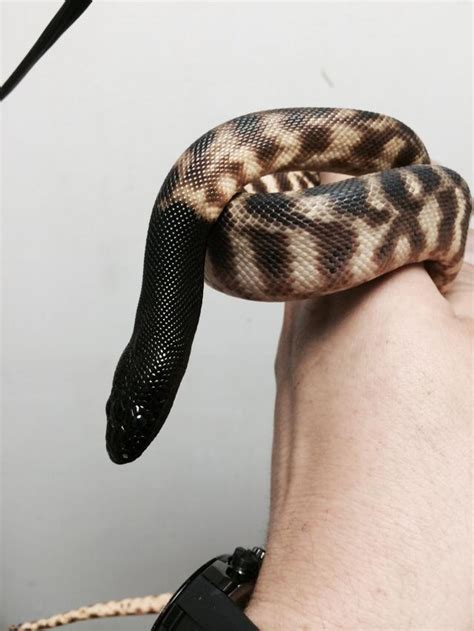 Unveiling the Enigmatic Black Python: Unveiling the World's Most ...
