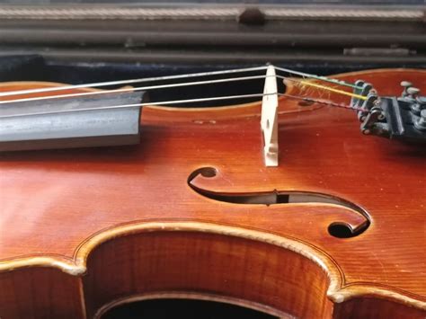 Viola
