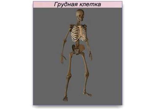 Грудная клетка. Лекция № 10 - презентация онлайн