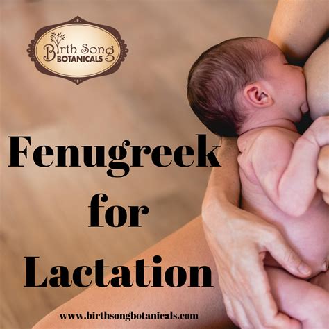 Benefits of Fenugreek for Breastfeeding– Birth Song Botanicals Co.