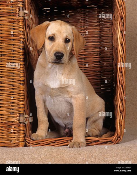 yellow labrador puppy stock photo alamy