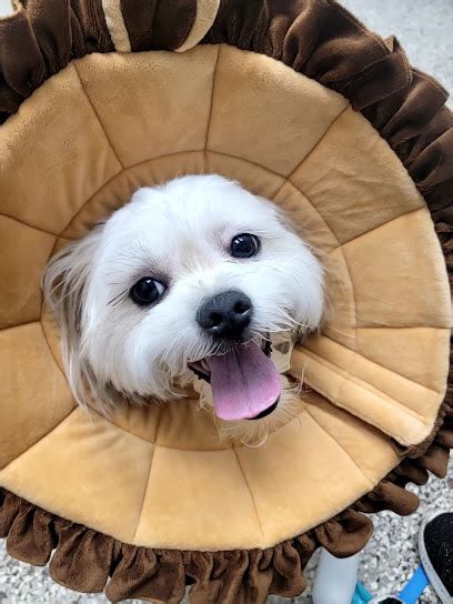 Southport animal hospital fort lauderdale