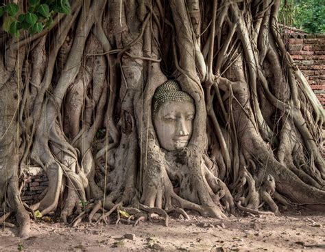images tree forest wood trunk travel statue jungle park