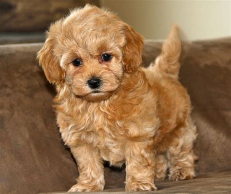 Raza de perro maltipoo