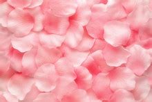 pink rose petals  stock photo public domain pictures