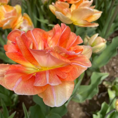 Tulip 'Charming Beauty' Fall-Planted Flower Bulbs – Hudson Valley Seed ...