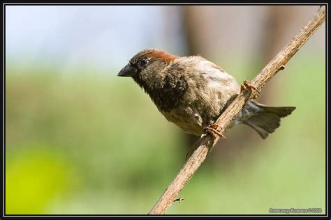 Домовый воробей (Passer domesticus)