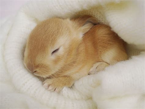 Pictures Of Cute Baby Bunnies