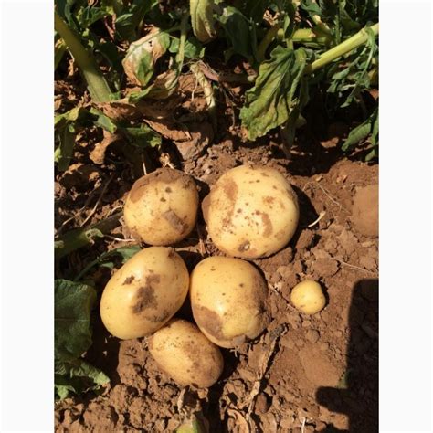 Продам КАРТОФЕЛЬ оптом из Астрахани, Картофель (картошка) — APKRU.com