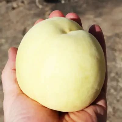 Персик білий Айс Піч (Ice Peach) / саджанці купити за ціною 400 грн. в ...