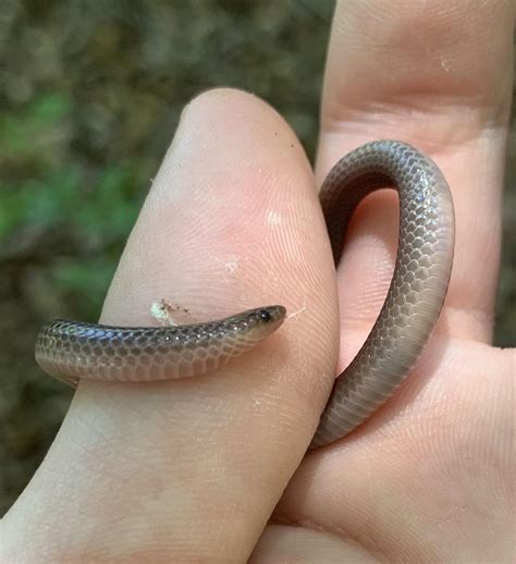 Do Worm Snakes Bite at Robin Clark blog