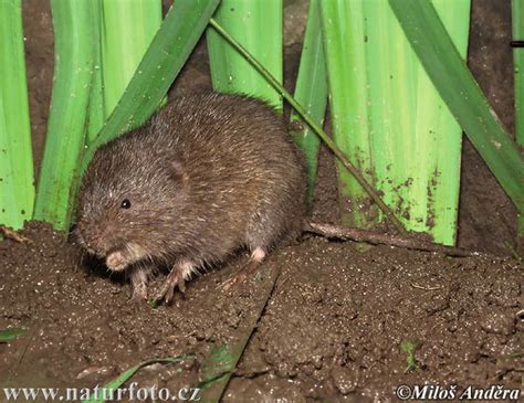 Arvicola amphibius Pictures, Water Vole Images, Nature Wildlife Photos ...