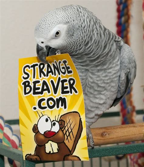 17 Best images about Show Us Your Beaver on Pinterest