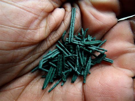 Superfood Spirulina | Santosa Wellness Center