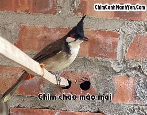 CHIM CHÀO MÀO MÁI - Cách nhận biết đơn giản chính xác nhất